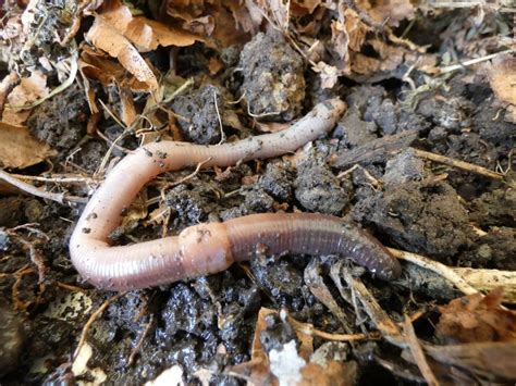 buy earthworms near me