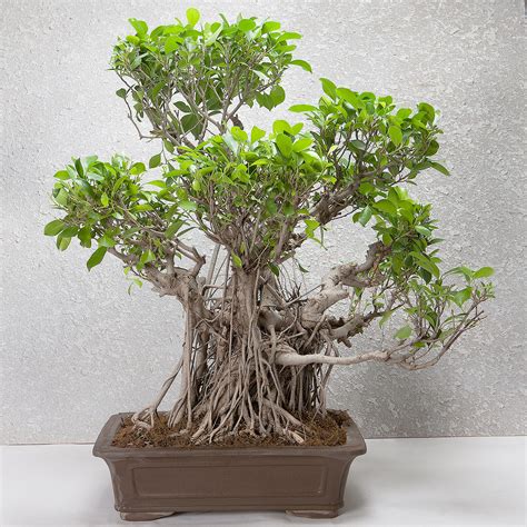 Buy Ficus Bonsai Tree