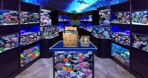 buy fish tank brisbane