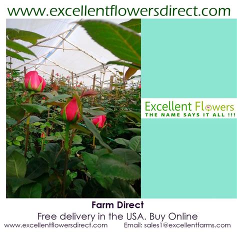 buy flowers direct from farms