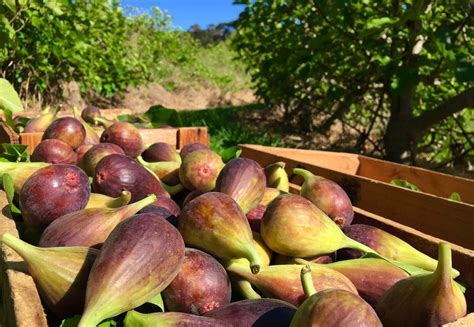 buy fresh figs online usa