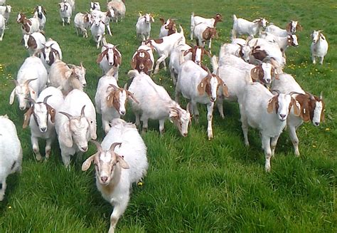 buy goat meat online uk