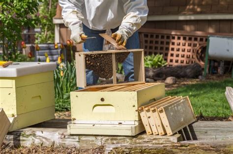 buy honey bees in alabama