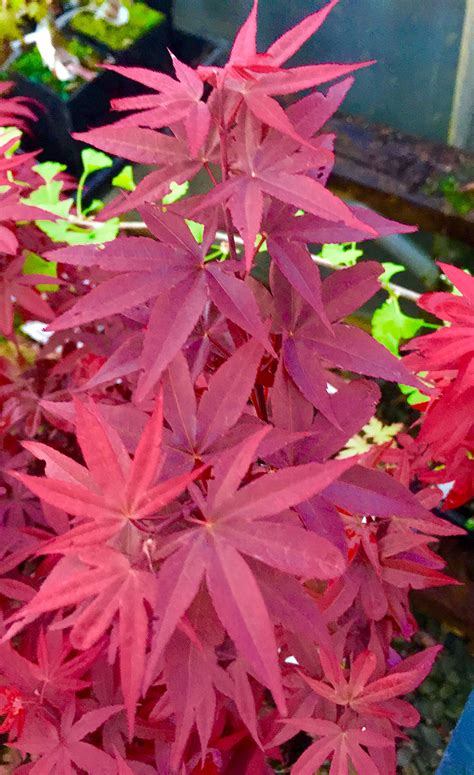 buy japanese red maple leaf