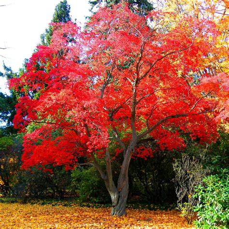 buy japanese red maple tree varieties