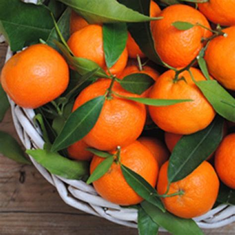 buy mandarin oranges online