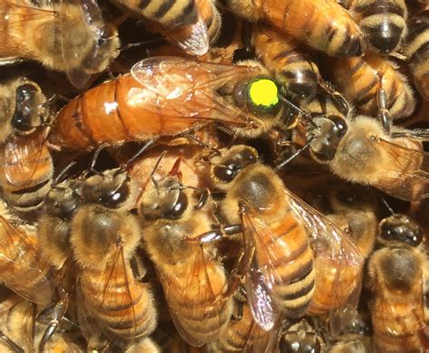buy mated honey bee queen