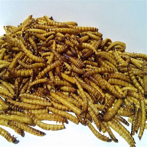 buy mealworms in bulk