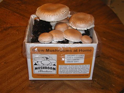buy mushrooms to grow