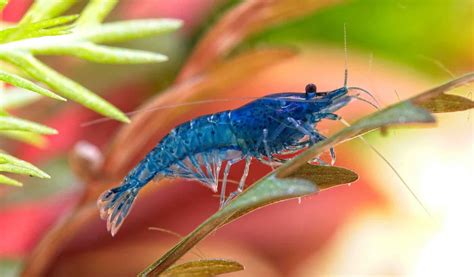 buy neocaridina shrimp online