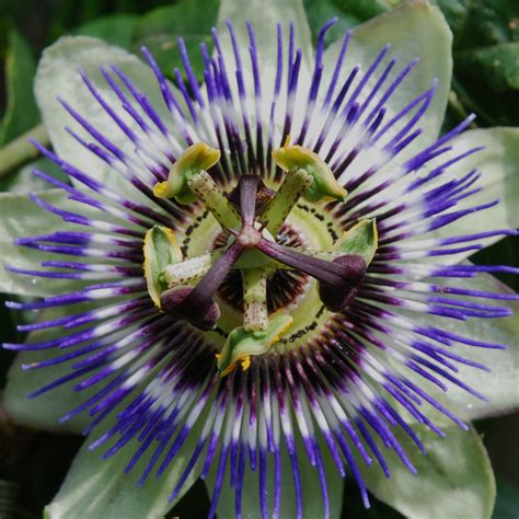 buy passion flower seeds