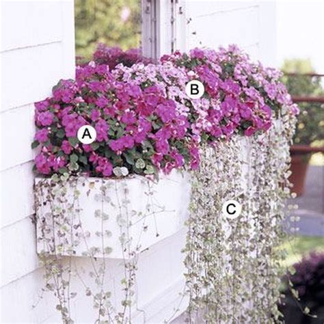 Buy Plants For Window Boxes