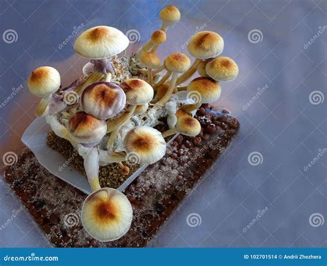 buy psilocybe cubensis liquid culture