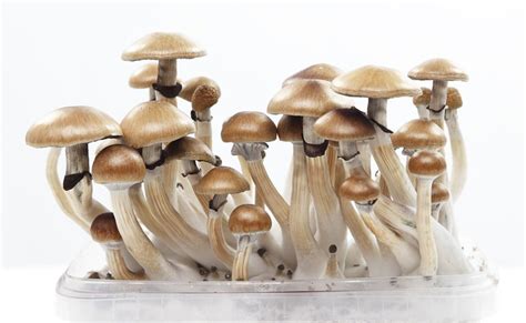 buy psilocybin mushrooms online