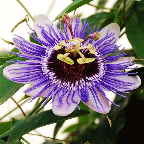 buy purple passion plant