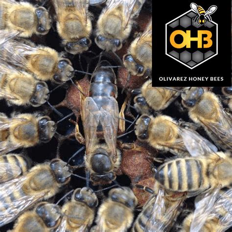 buy queen bees year round