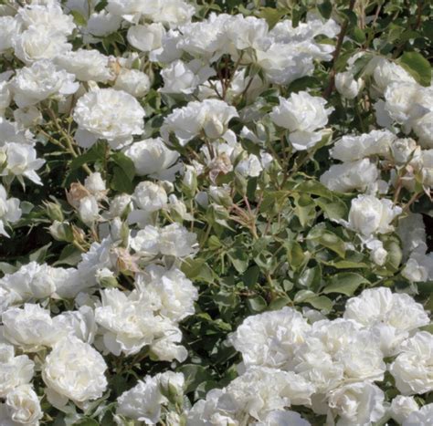 buy rosa white meidiland near me delivery
