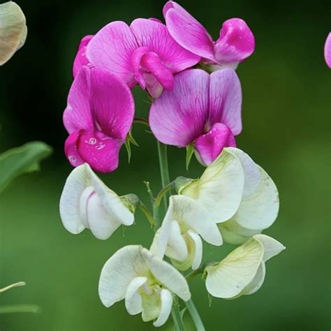 buy sweet pea flowers