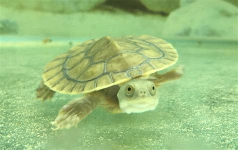 Buy Turtle In Melbourne