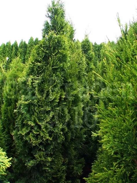 Buy White Cedar Tree