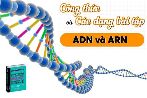 các bài tập về adn