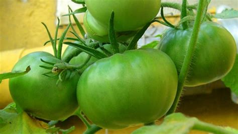 Cómo Madurar Tomates Verdes