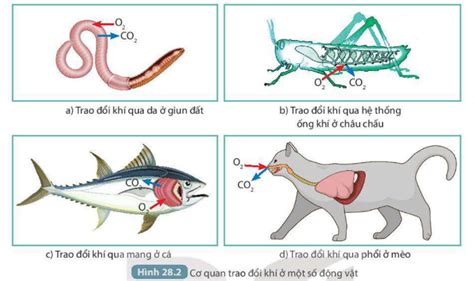 cơ quan trao đổi khí ở động vật