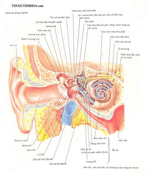 cấu tạo ống tai ngoài