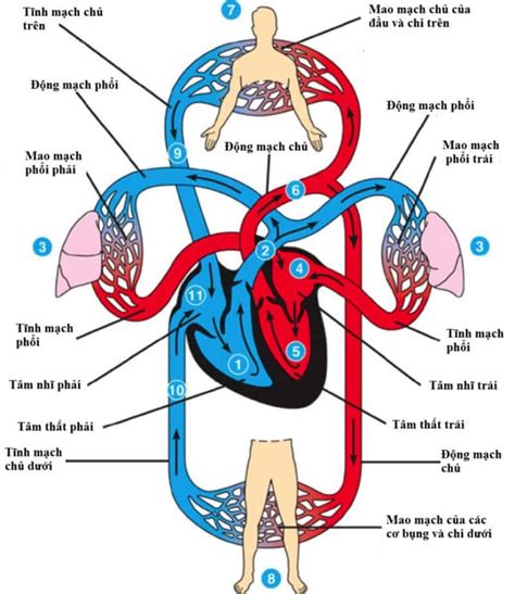 cấu tạo của hệ tuần hoàn