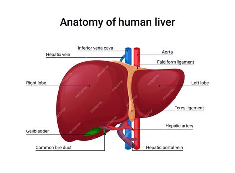 C Of The Liver