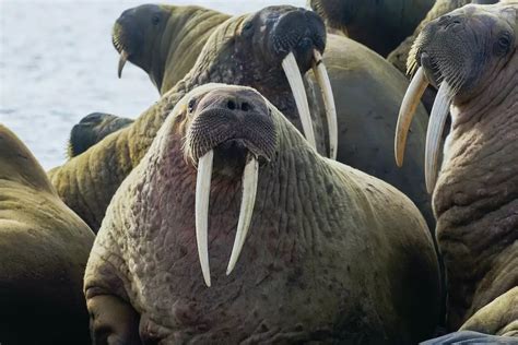 c_give walrus_tusk 1