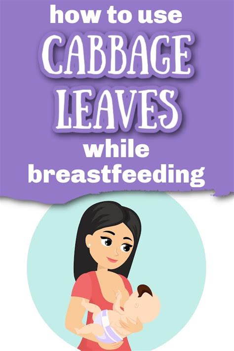 Cabbage Breastfeeding Engorgement