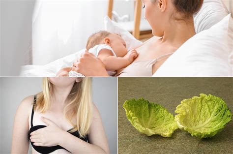 Cabbage Breastfeeding Reddit