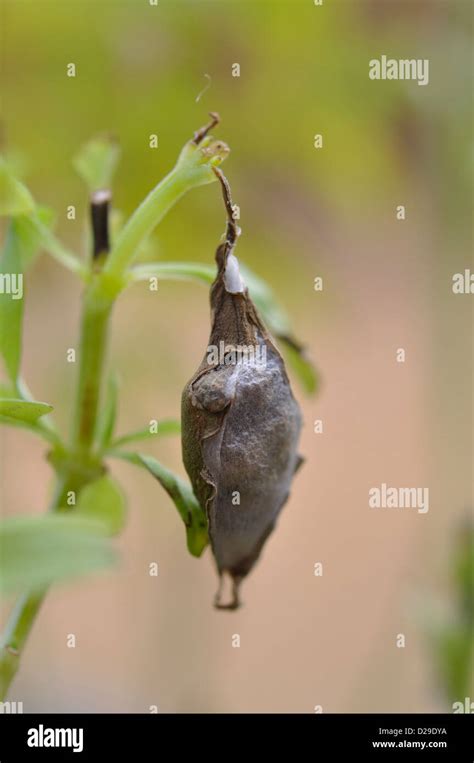 Cabbage Butterfly Cocoon