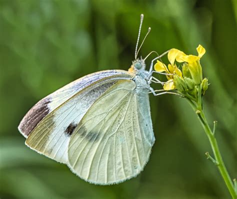 Cabbage Butterfly Moth