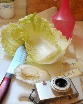 Cabbage Cloning Experiments