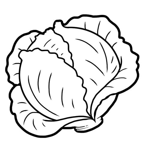 Cabbage Colouring Pages Printable