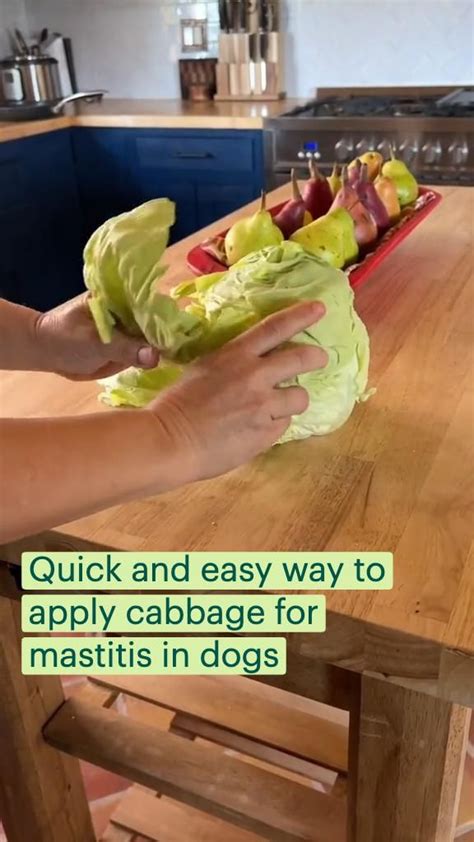 Cabbage Compress For Dogs