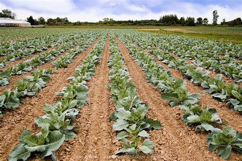 cabbage farming in zimbabwe