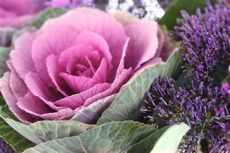 Cabbage Flower Leaves