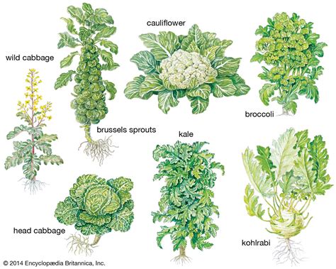 Cabbage Flower Scientific Name