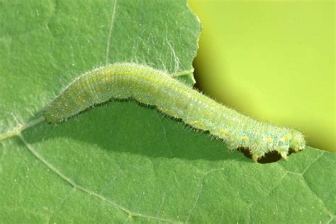 Cabbage Green Caterpillar