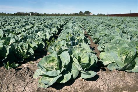 Cabbage Growing In Texas