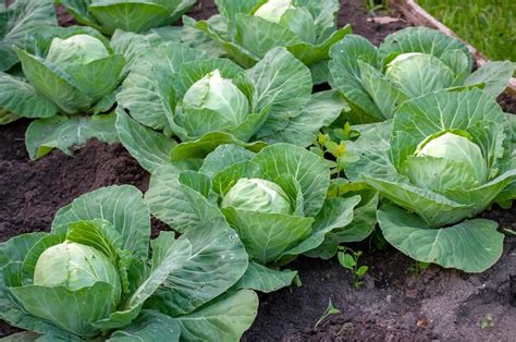 Cabbage Growing Month
