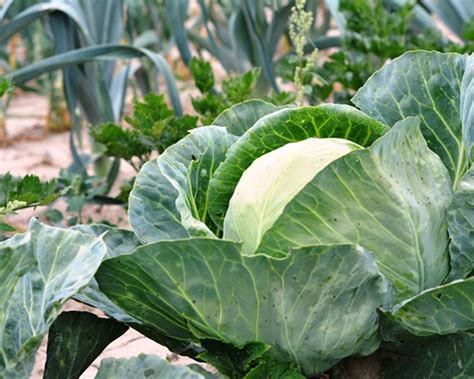 Cabbage Growing Tips In Uganda