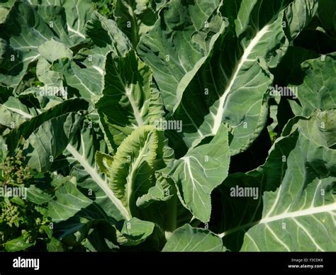 Cabbage Growing Uk