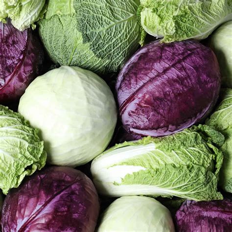 Cabbage Image