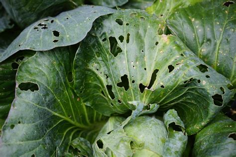 Cabbage Leaves Getting Holes