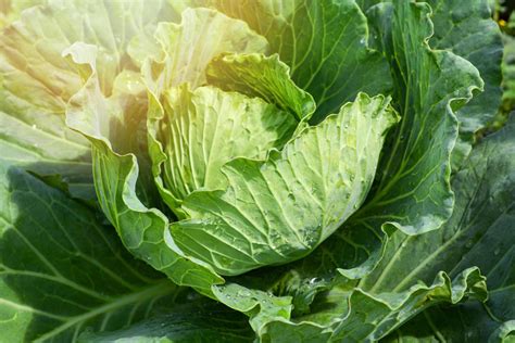 Cabbage Leaves Inflammation