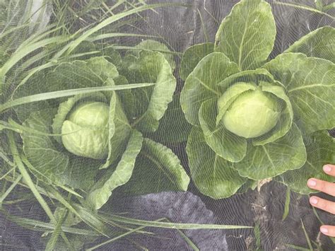 Cabbage Moth Netting